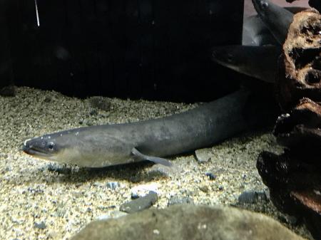 ウナギ、国内販売の4割は北米種 稚魚の違法取引に懸念 | 高知新聞