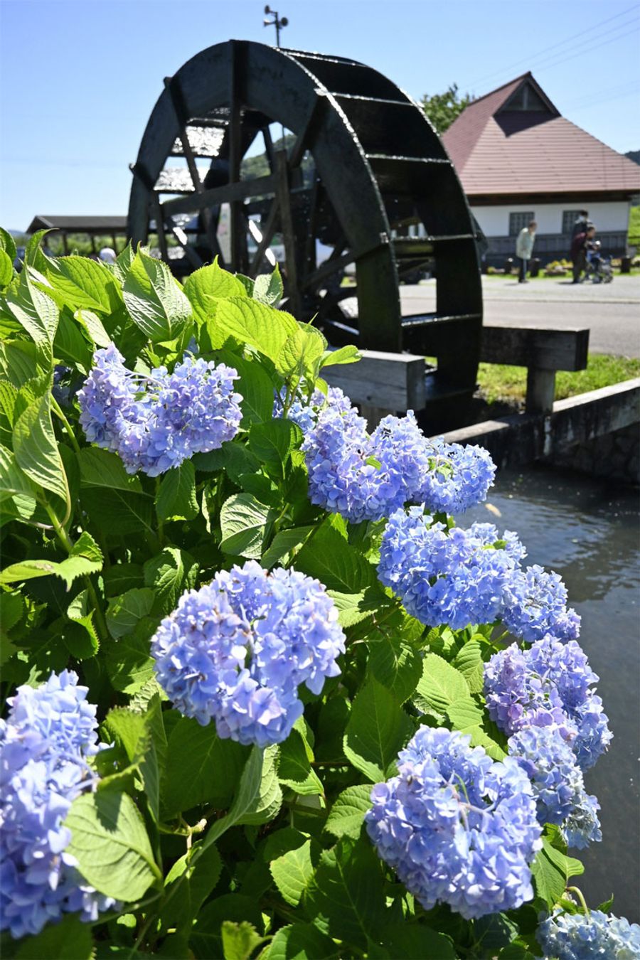 見頃を迎えた安並水車の里公園のアジサイ（写真はいずれも四万十市安並）