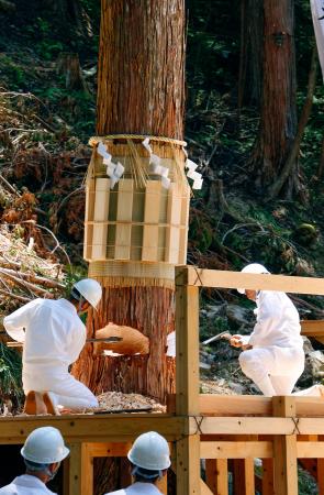 伊勢式年遷宮へ御用材伐採、岐阜 ご神体納める器に | 高知新聞