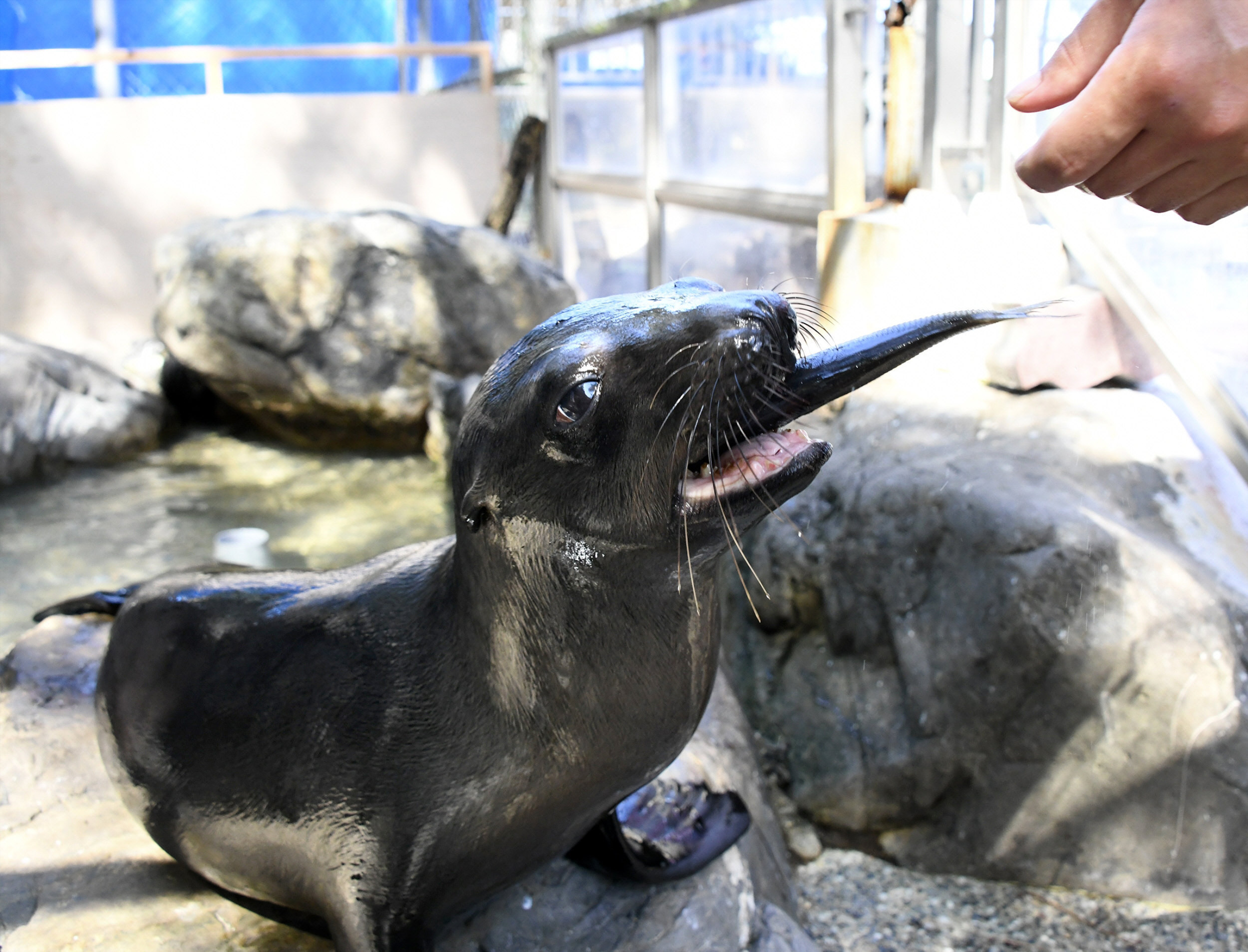 高知・桂浜水族館生まれの愛らし子アシカ、引っ越し先でも元気で！「子