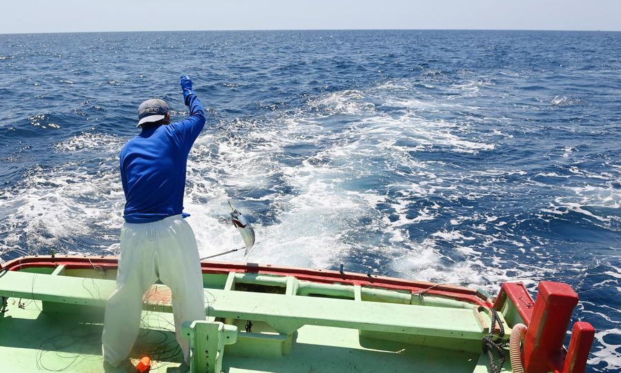 黒潮の影響を受ける本県沖の漁業。大蛇行終息で上向くか（２０２４年４月、土佐清水市の足摺岬沖＝新田祐也撮影）