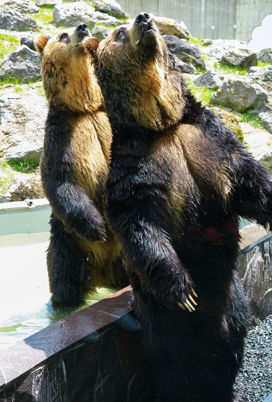 ビスケットをもらおうと２本の足で立つ２頭のエゾヒグマ＝北海道の釧路市動物園