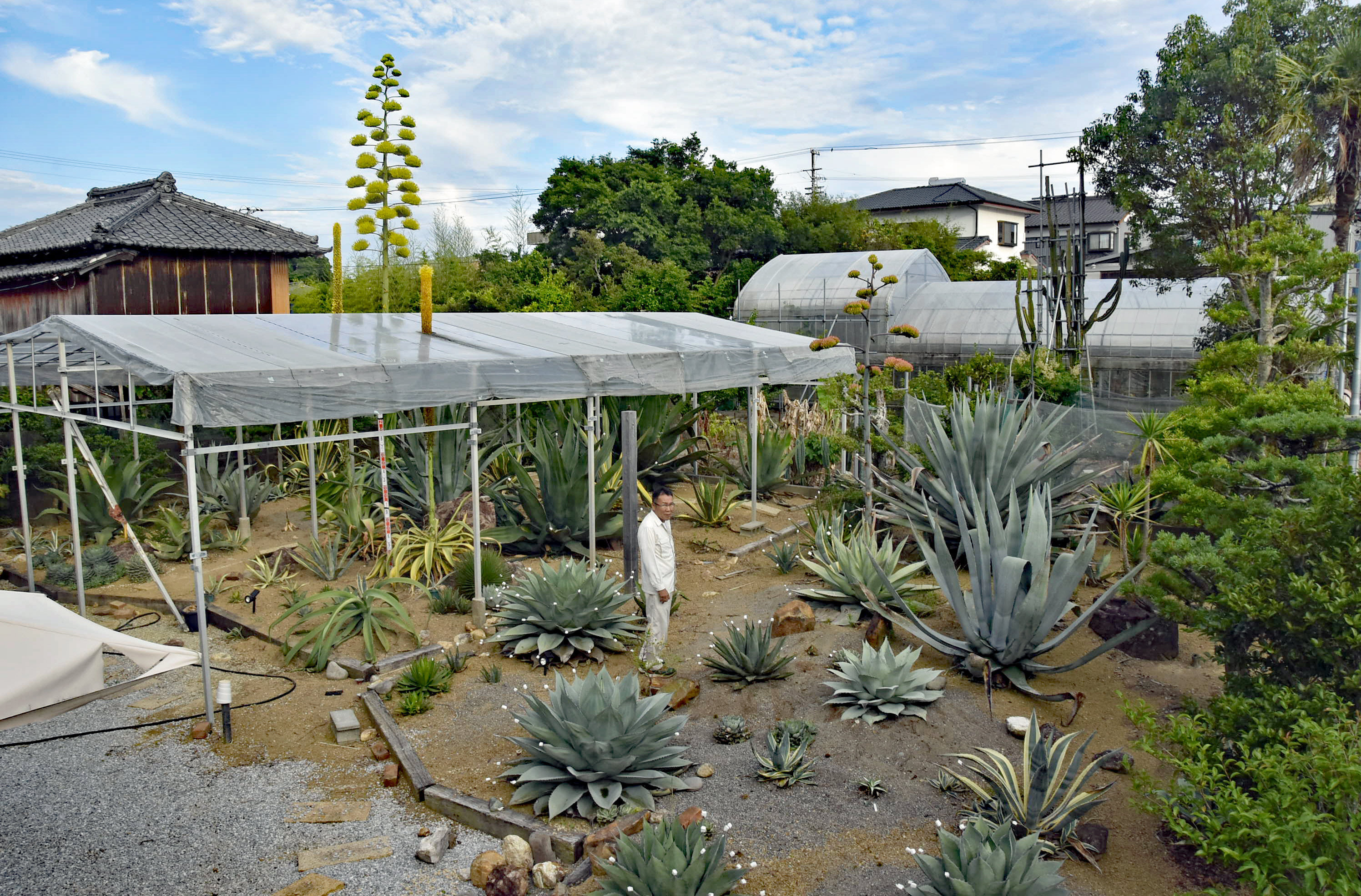 アガベ バリー　地植えハウス　美株です！南国宮﨑県産 ここはメキシコ？ 多肉の園 ハウス突き破って にょき 「アガベ」だらけ
