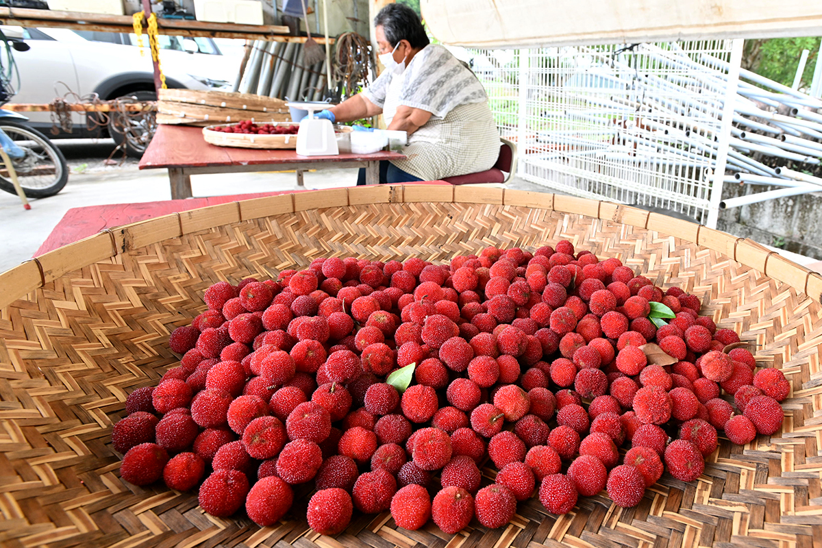 真っ赤に熟れて甘酸っぱくて高知の初夏の味覚「ヤマモモ」は一つ一