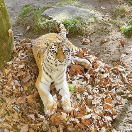 脚に障害の人気アムールトラ死ぬ 北海道・釧路市動物園 | 高知新聞