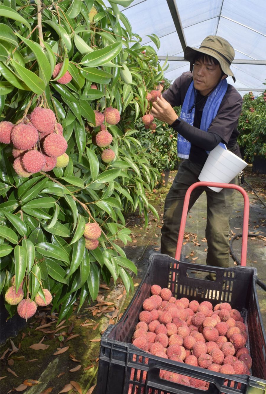 赤く熟れ、収穫される国産ライチ（安芸市の岡宗農園）