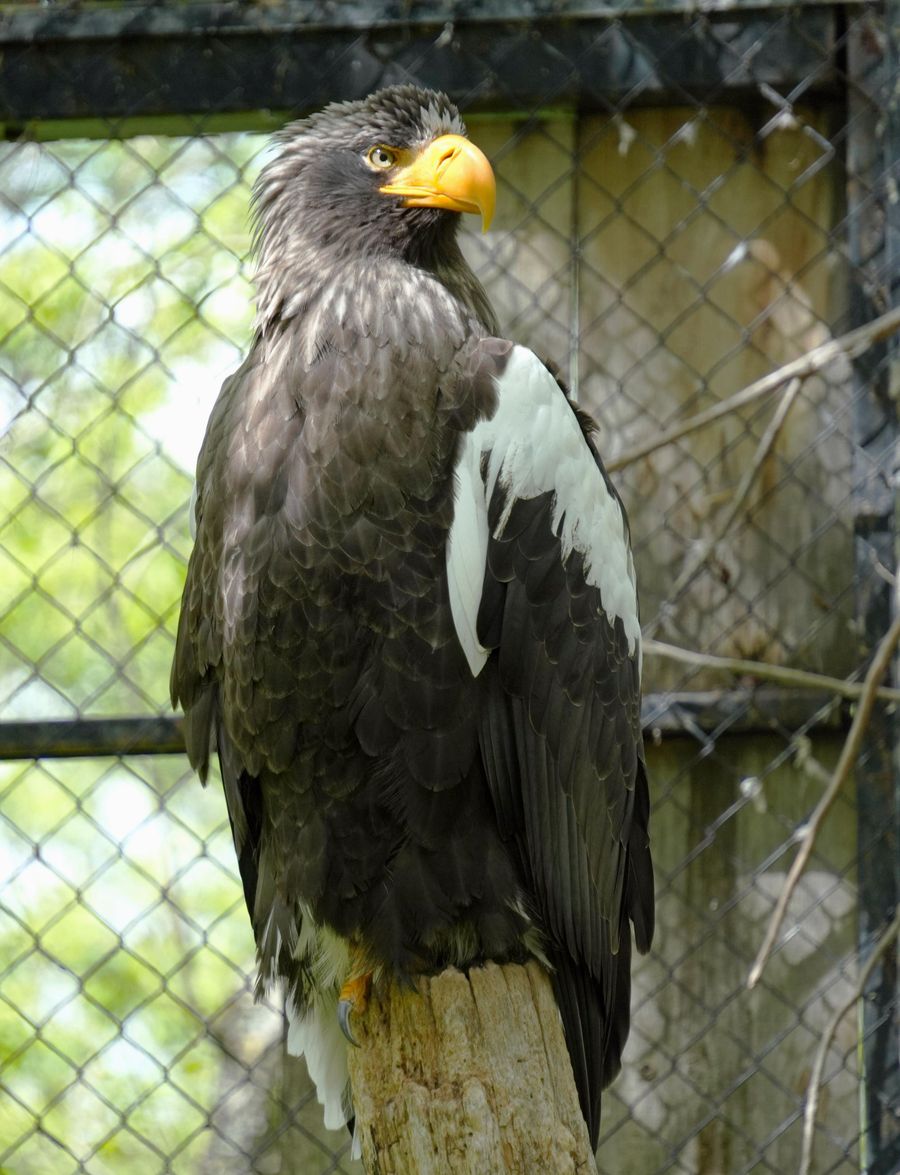 オオワシ。するどい目でまわりを見ている＝北海道の釧路市動物園