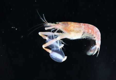 はさみがうちわ？雄エビ発見 若狭湾の水深100メートルで | 高知新聞