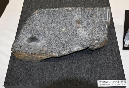 美術館の岩石に「魚竜」化石 後期三畳紀で日本初、岡山 | 高知新聞