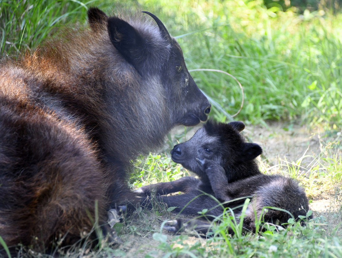 動物 7/25発売予定】世界先行 100足！atmos × adidas Originals ZX ALKYNE