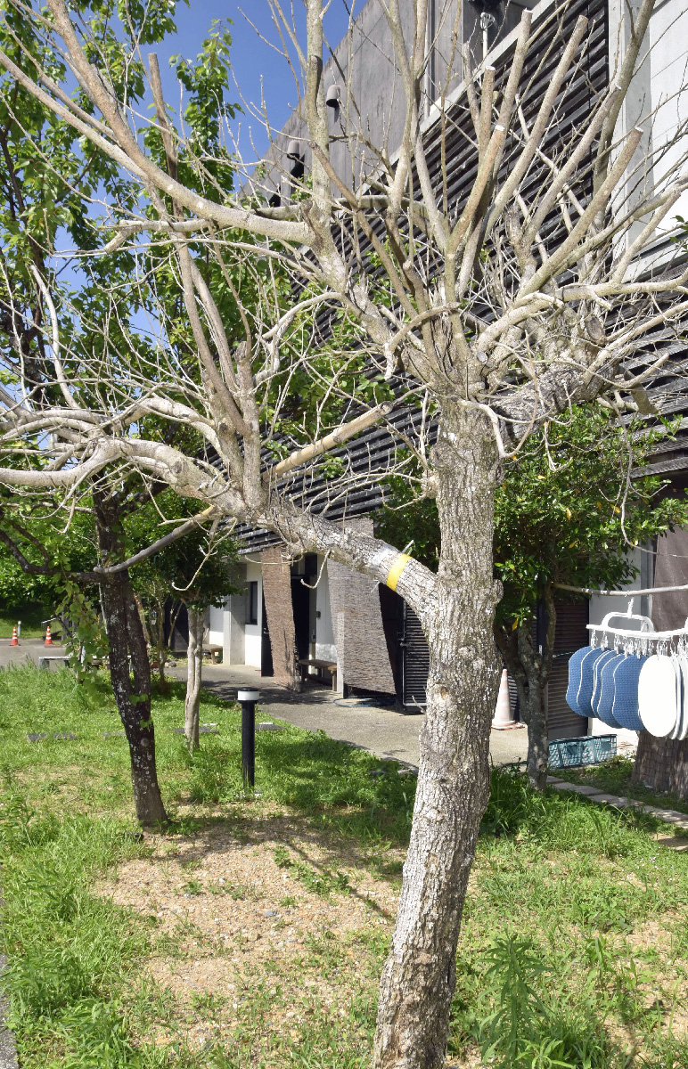 穴開けられ枯らされた？ 樹木11本に被害 中村署が捜査 高知県四万十