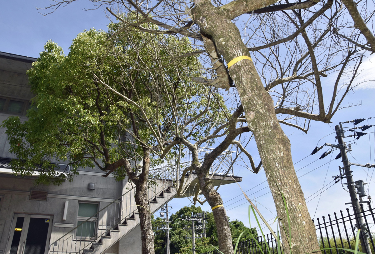 穴開けられ枯らされた？ 樹木11本に被害 中村署が捜査 高知県四万十
