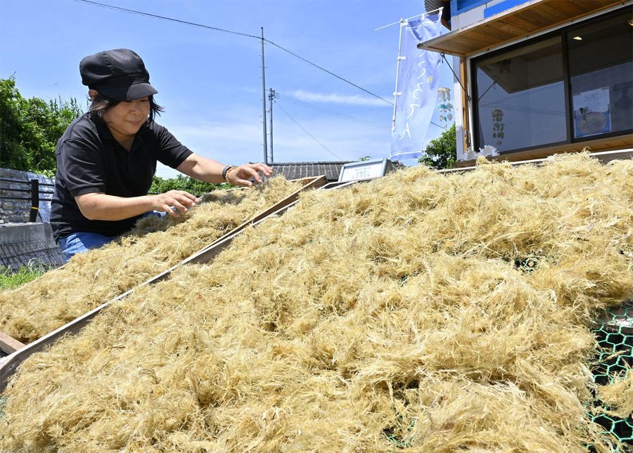 天日干しされたテングサ。赤褐色から白っぽく変化していく（土佐清水市旭町）