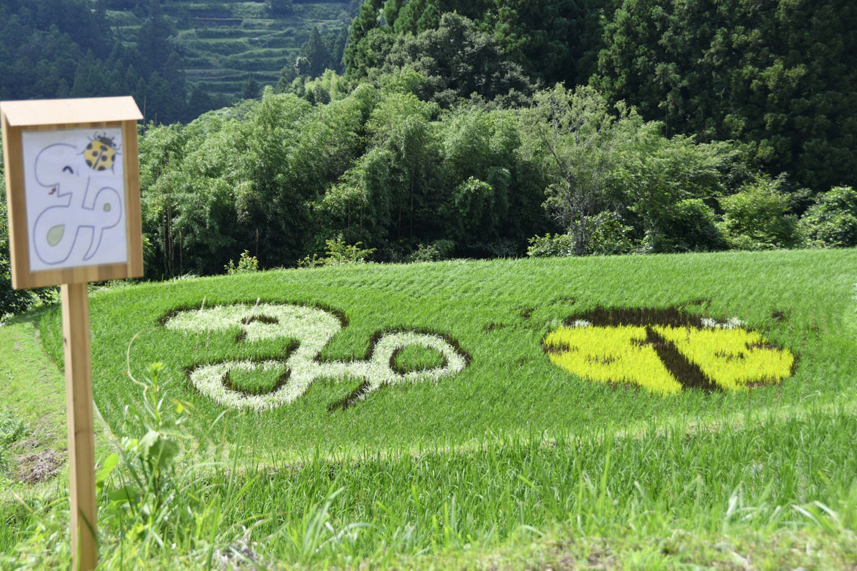 ヘビやロケット、ホタル高知の山村で「棚田アート」に込められた