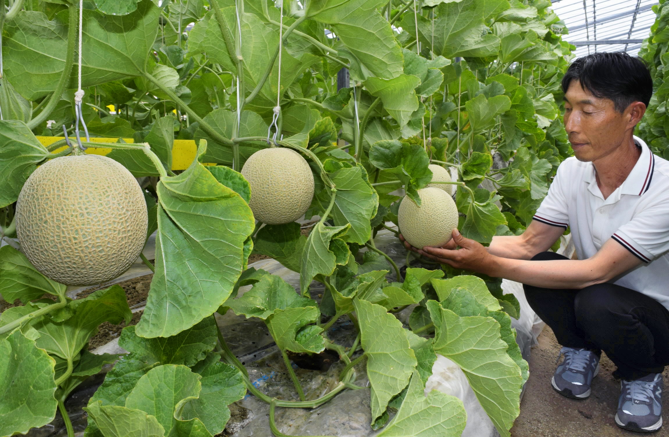 高知産 温室メロン 6玉入り箱込み10キロ② 高知産 温室メロン 6玉入り箱込み10キロ② オンラインストア