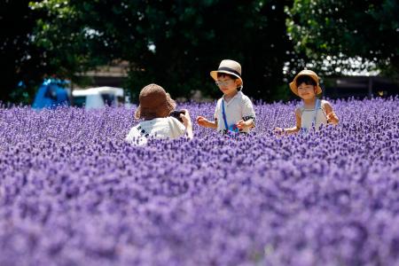 【稀少】2009年「北海道ラベンダー」・2005年「北海道オコジョ」根付セット 北海道・富良野でラベンダー見頃 丘一面の紫、香りふんわり | 高知新聞