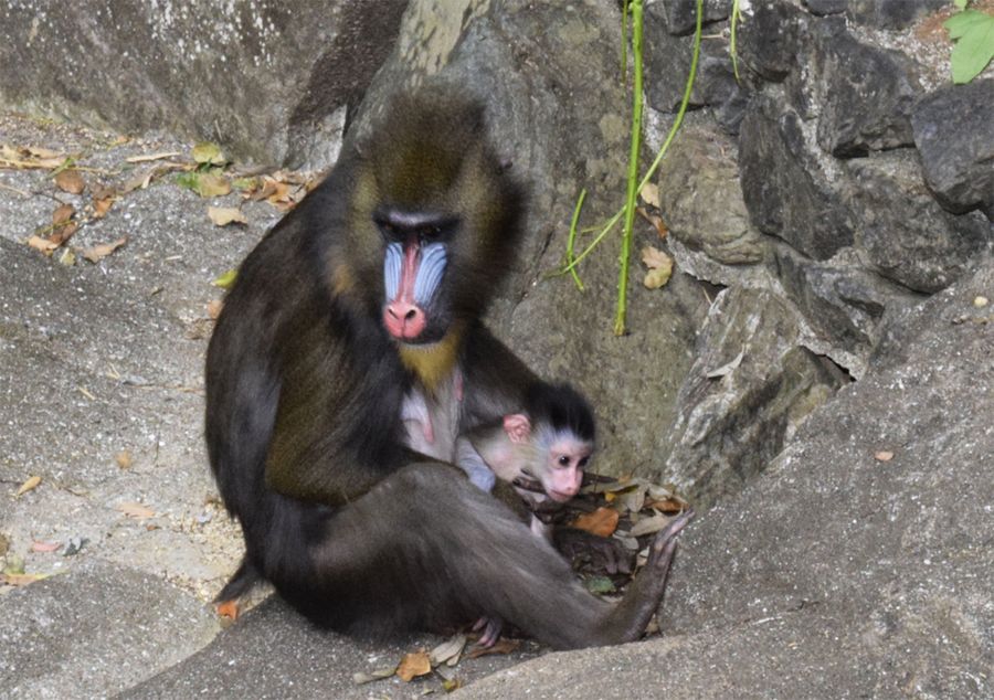 母のマンゴーにぎゅっと抱きつくマンドリルの赤ちゃん（香南市野市町大谷の県立のいち動物公園）