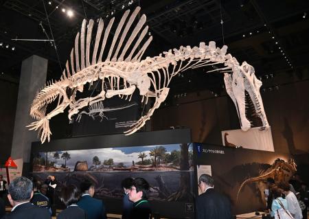 恐竜スピノサウルスを公開、福井 14メートルの全身骨現再現 | 高知新聞