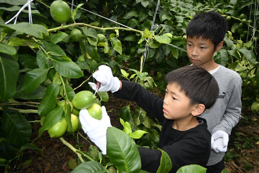 大きく実ったグリーンレモンを収穫する田ノ口小学校の児童ら(黒潮町浮鞭)