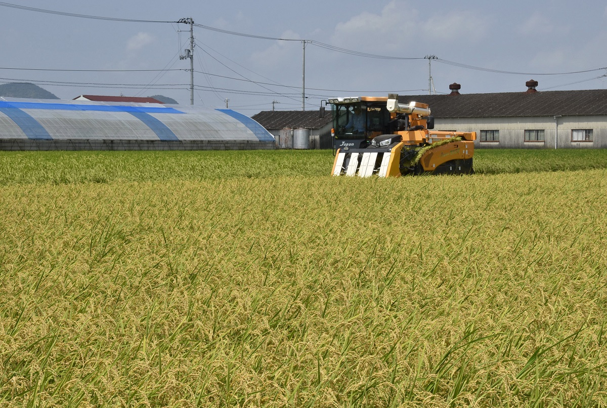 新米✨令和3年8月収穫✨高知県産✨25kg Kochi Prefecture's extremely early-ripening variety 'Nangoku