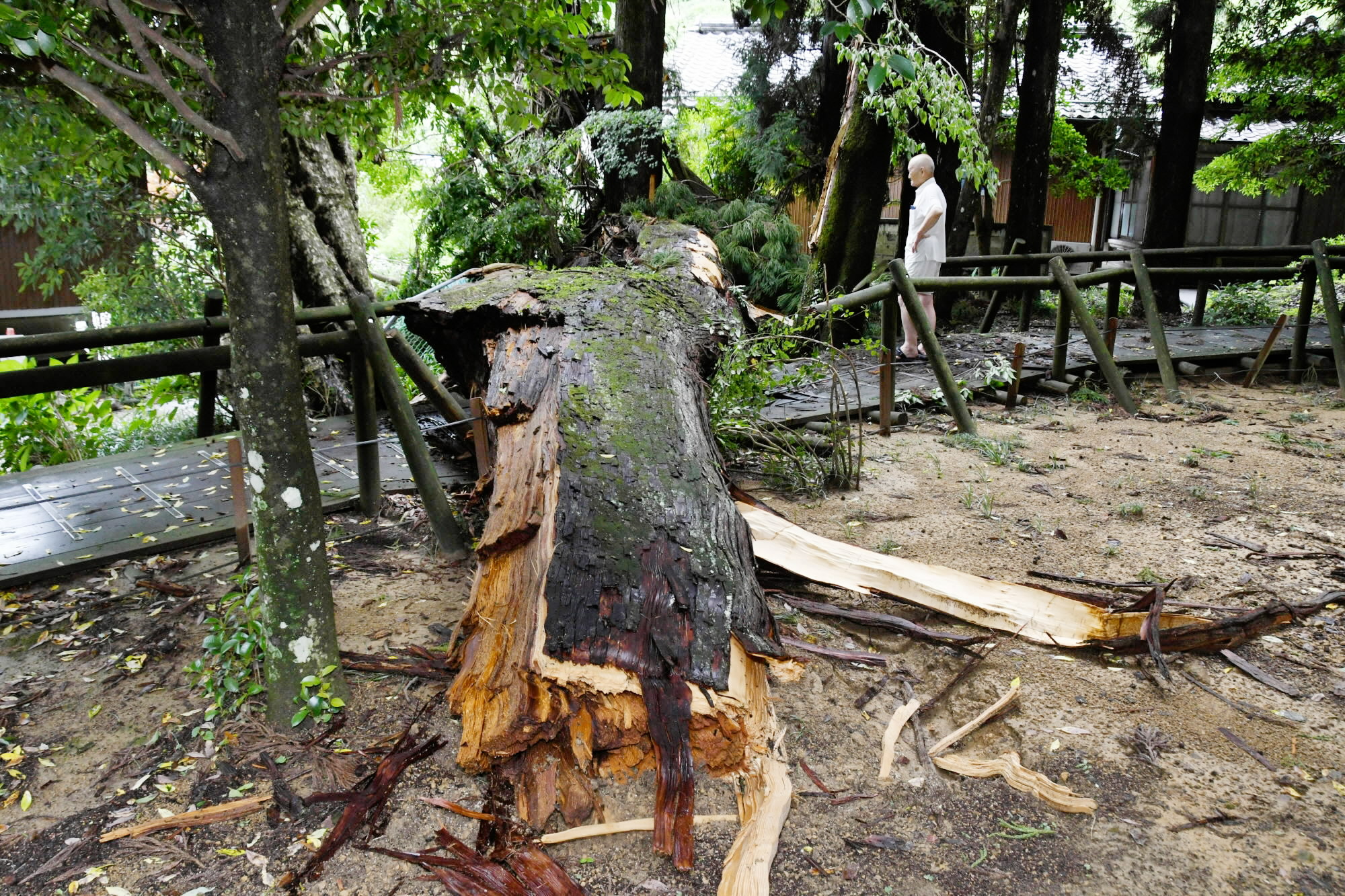 高知県内で大雨、大豊町「大スギ」折れる 土砂崩れや冠水も 線状降水帯