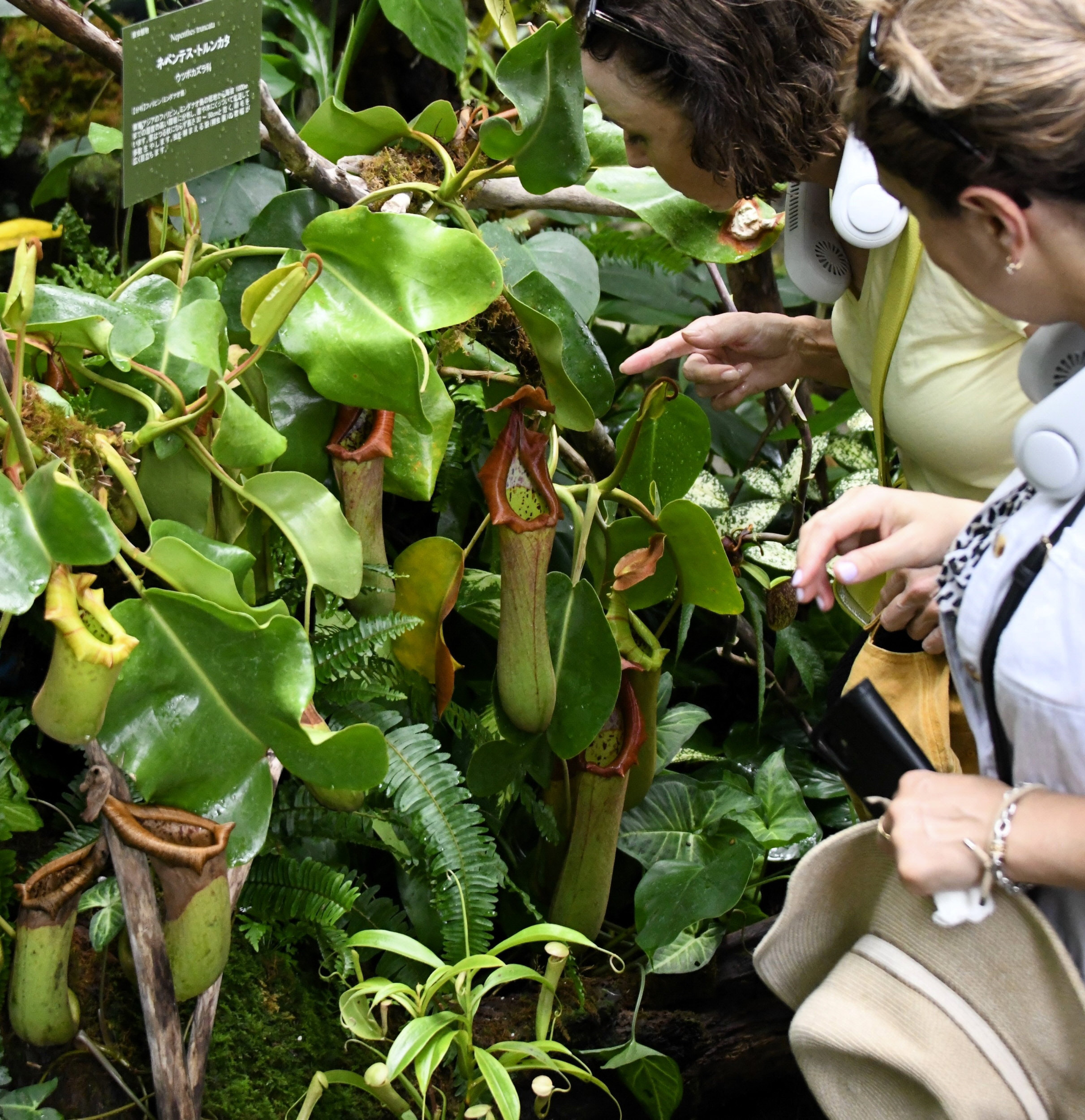 Catopsis morreniana giant form 食虫植物 Catopsis morreniana giant form 食虫植物 Catopsis morreniana giant