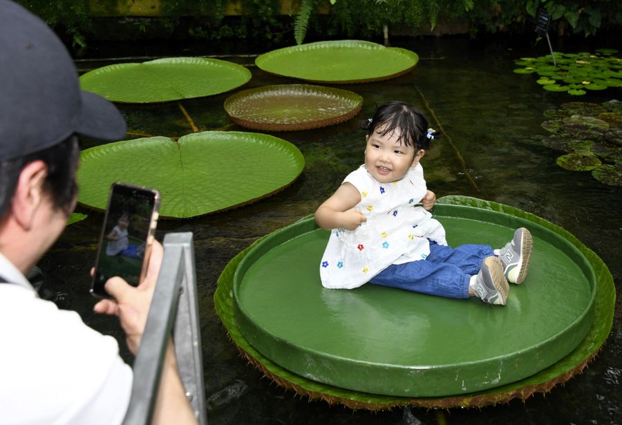 オオオニバスの葉に乗り笑顔の子ども(高知市の県立牧野植物園)