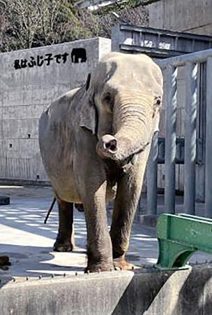 愛知で高齢アジアゾウ死ぬ 57歳、暑さの影響なし | 高知新聞