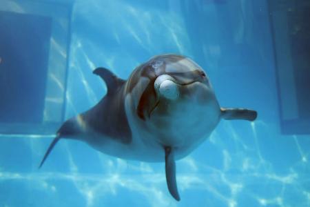 マダライルカ死ぬ 和歌山くじらの博物館 | 高知新聞