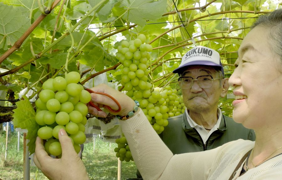 ブドウ狩りを楽しむ来園者（宿毛市の平岡ぶどう園）