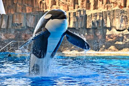 国内最大のシャチ「アース」死ぬ 16歳、名古屋港水族館 | 高知新聞