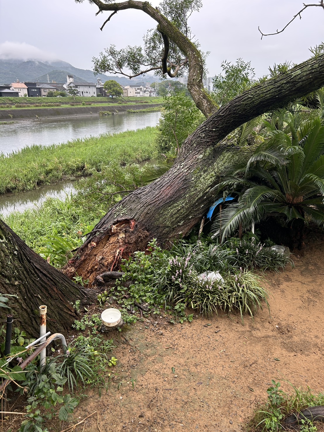 鏡川沿いで倒木 「なるほど！こうち取材班」に写真寄せられる | 高知新聞