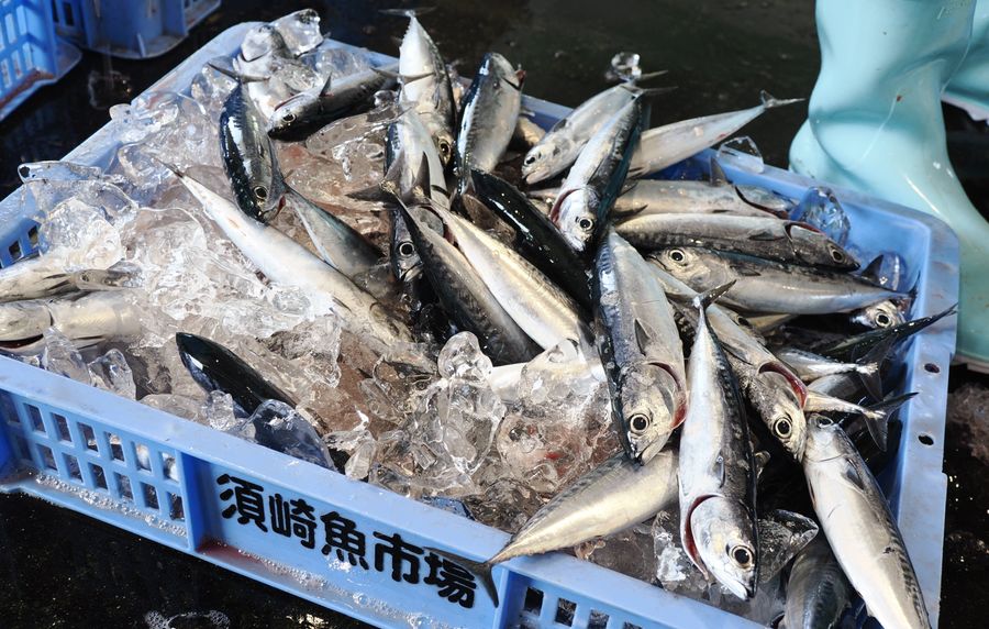 朝どれのメジカの新子（須崎市浜町２丁目の須崎魚市場）