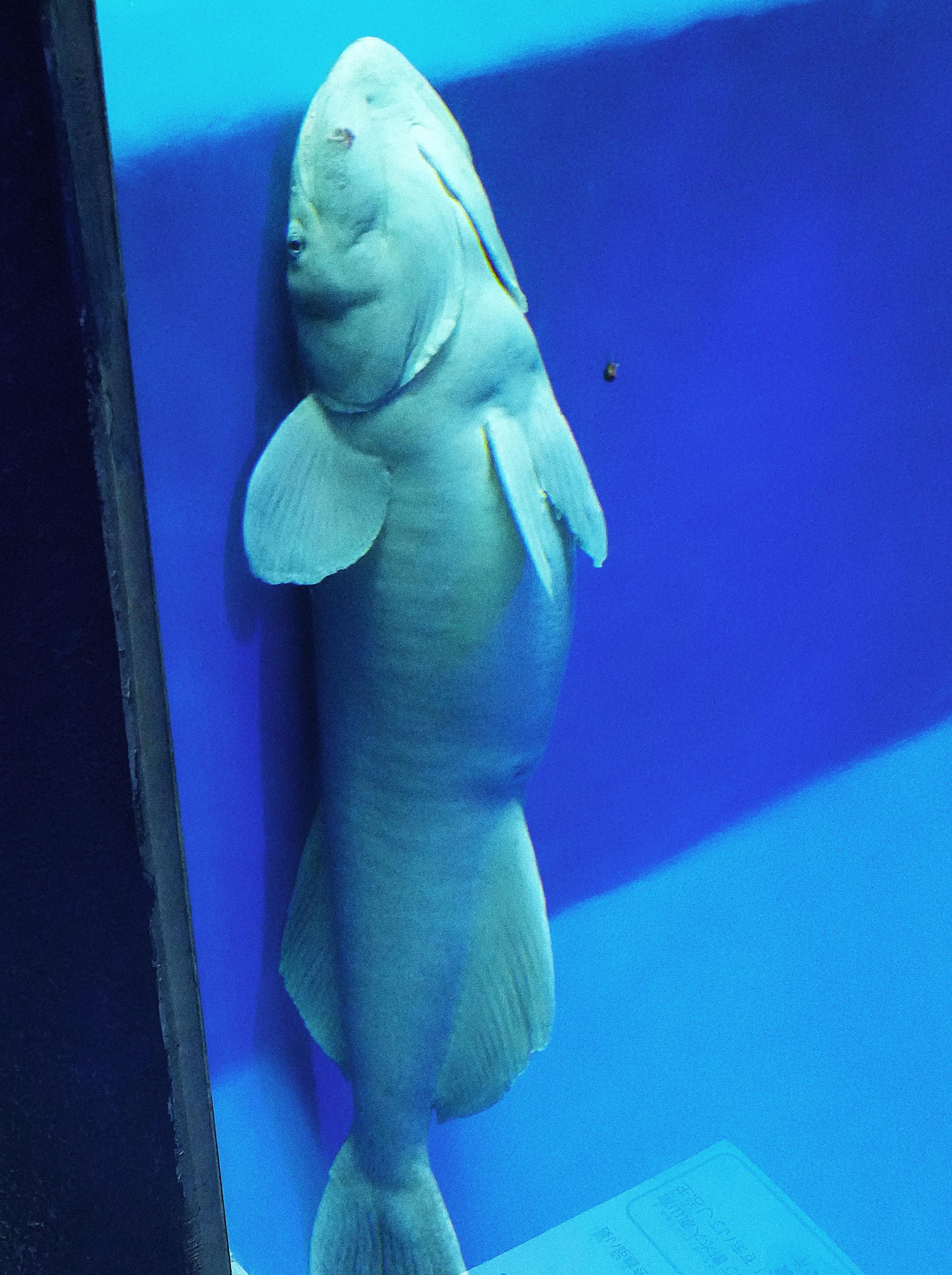 ナガコバン】小判みたいな吸盤で大きな魚にくっつく | 高知新聞