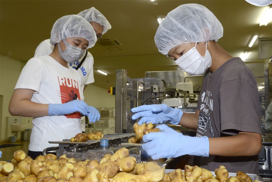 ショウガの軽量作業を体験する子どもたち（香美市土佐山田町松本）