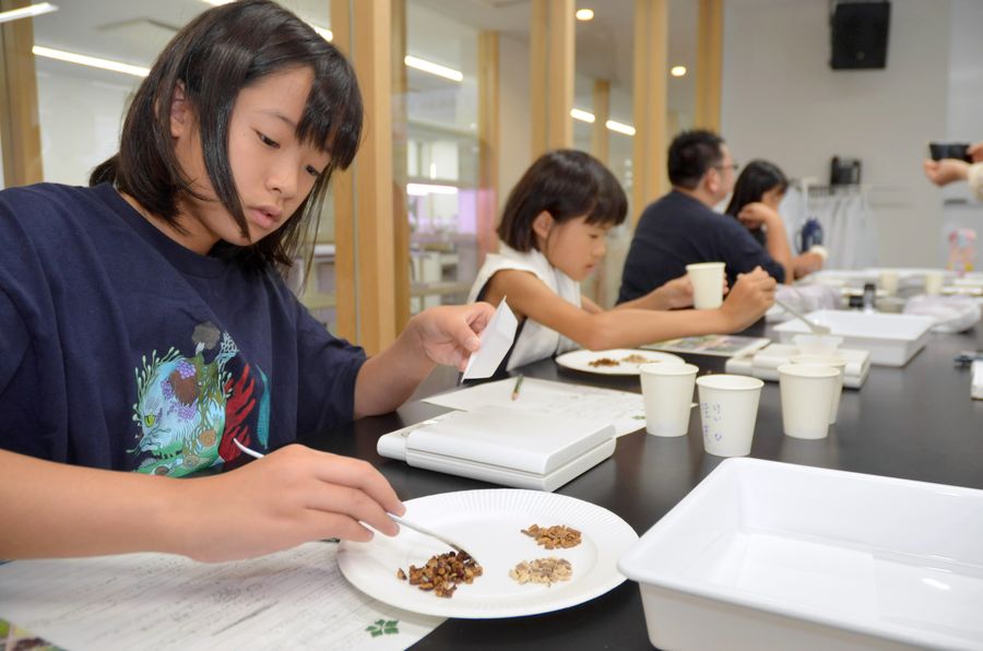 植物を調合し、桂枝湯を作る子どもたち（高知市五台山の県立牧野植物園）