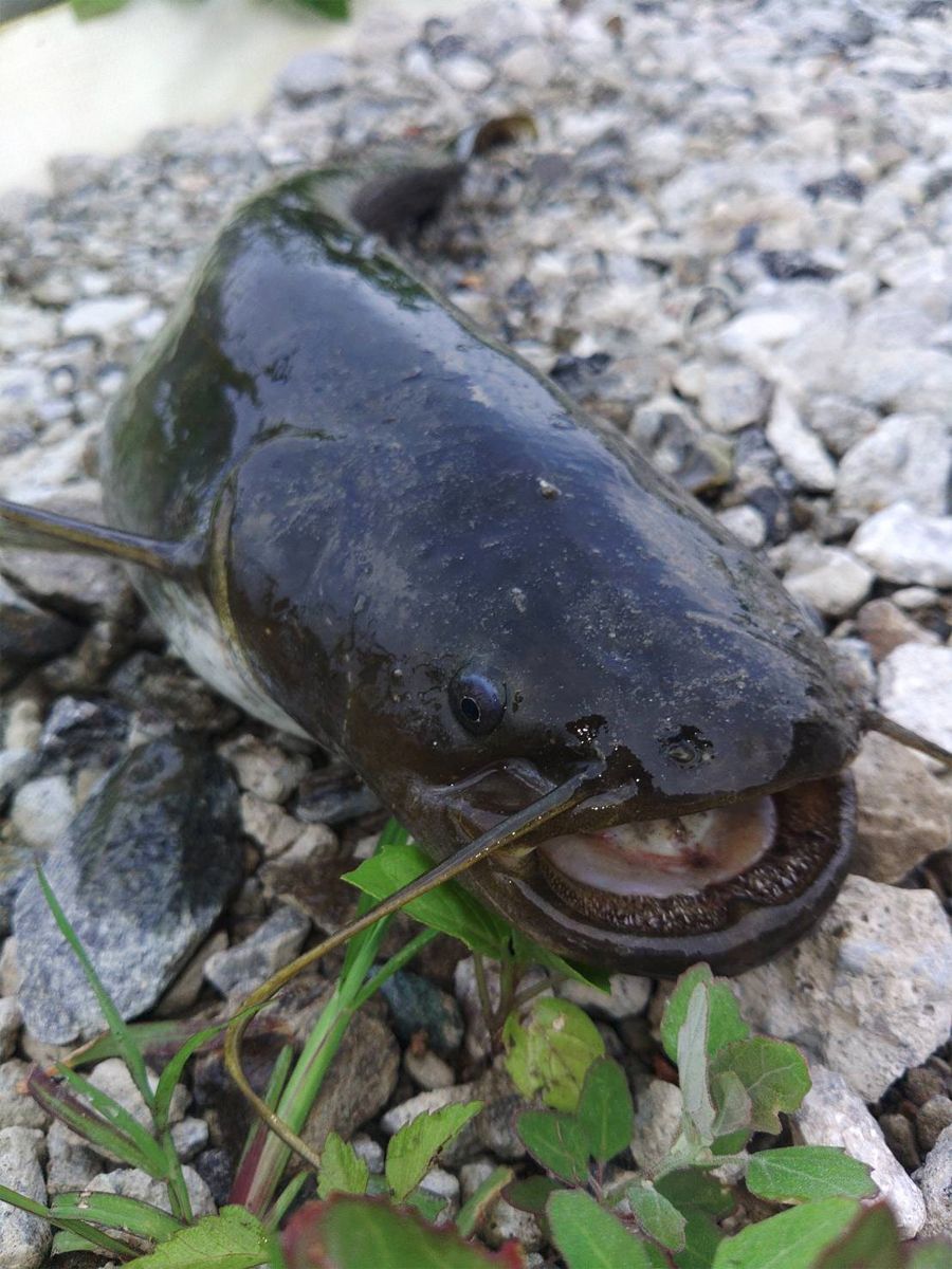 キングの迫力。そして愛すべきおとぼけ顔。今も昔も大人気のナマズ