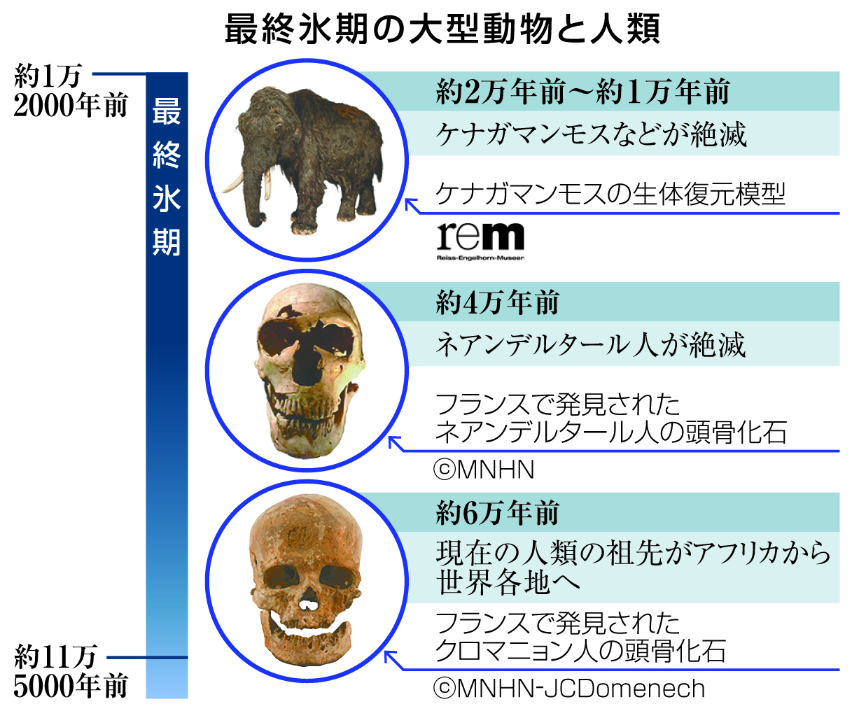 約一万年前のマンモスの体毛 およそ1万年前に生息