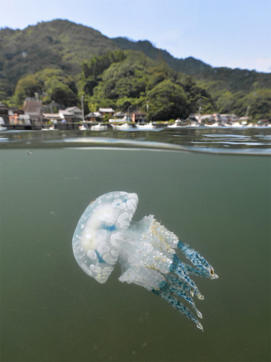 空を散歩？タコクラゲ 水中から見てみると… 晩夏にぷかり 高知県宿毛市