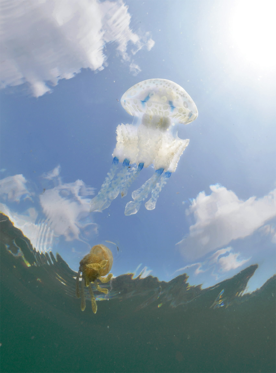 空を散歩？タコクラゲ 水中から見てみると… 晩夏にぷかり 高知県宿毛市