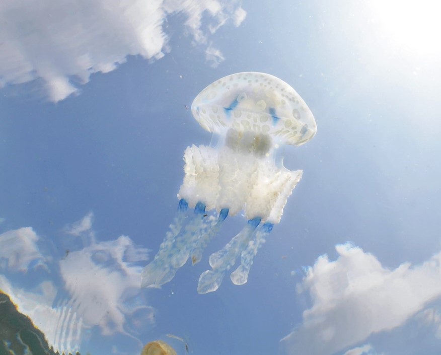 空を散歩？タコクラゲ 水中から見てみると… 晩夏にぷかり 高知県宿毛市