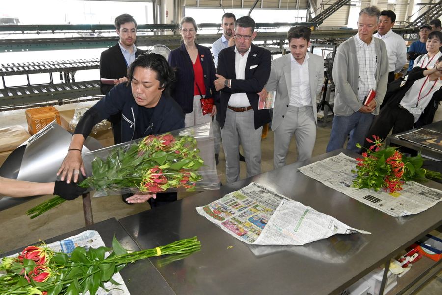 グロリオサの荷造りを見学するオランダ・ウェストラント市の訪問団(高知市仁井田)