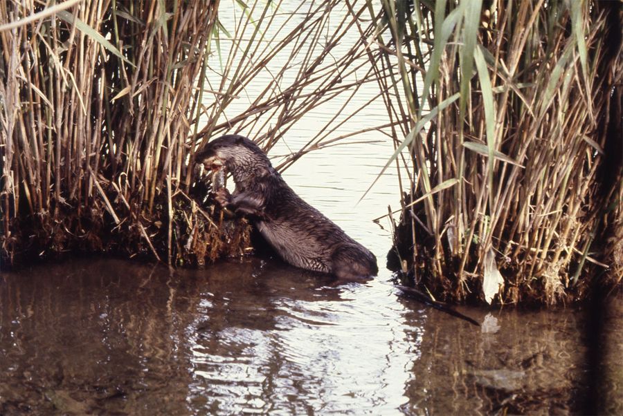 魚を食べるニホンカワウソ。１９７９年６月、須崎市の新荘川で撮影（高知新聞社所有）