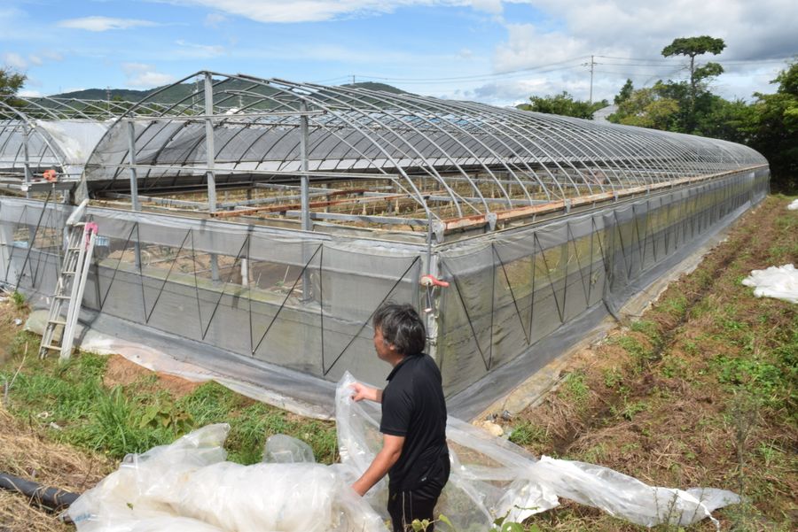 ビニールの張り替え作業に追われるナス農家（５日午前１１時ごろ、芸西村和食甲）
