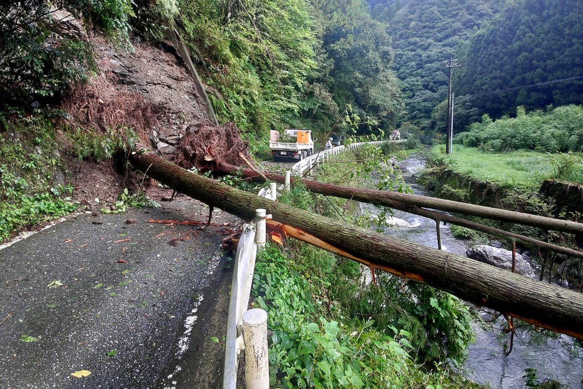 台風15号、高知県内でビニールハウス破損や倒木 人的被害は情報なし