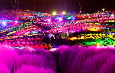 コキア4万本がライトアップ 茨城・国営ひたち海浜公園 | 高知新聞