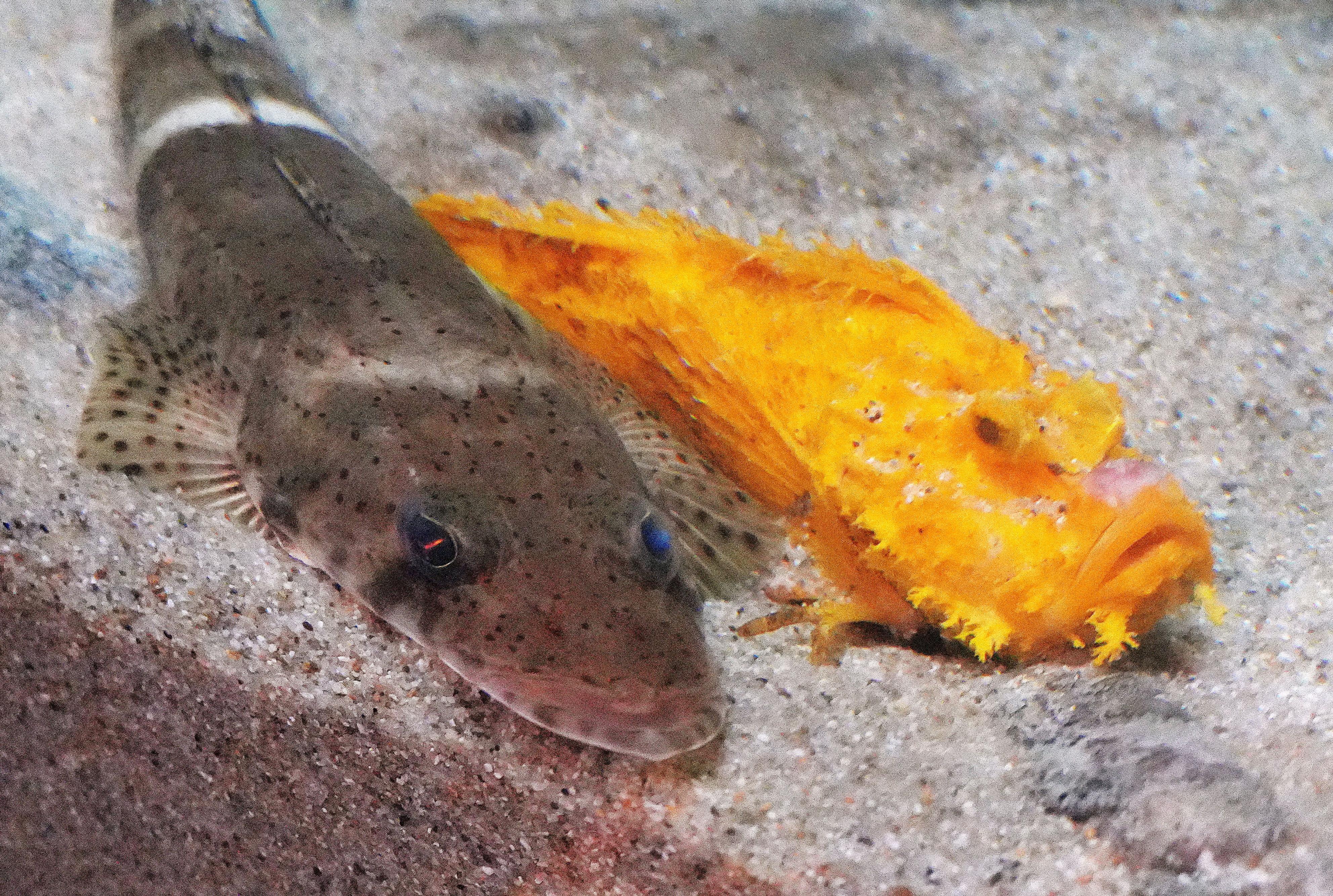 オニオコゼ】金色はめずらしい？ 体の色がさまざまな魚 | 高知新聞