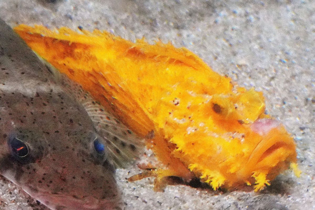 オニオコゼ】金色はめずらしい？ 体の色がさまざまな魚 | 高知新聞