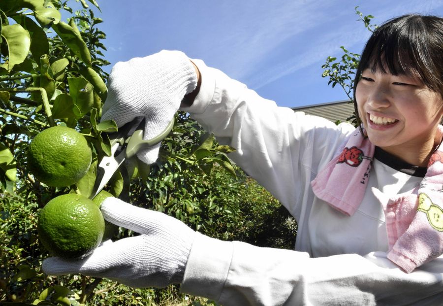 直七を収穫するすくもレスリングクラブの子ども（宿毛市駅東町１丁目）