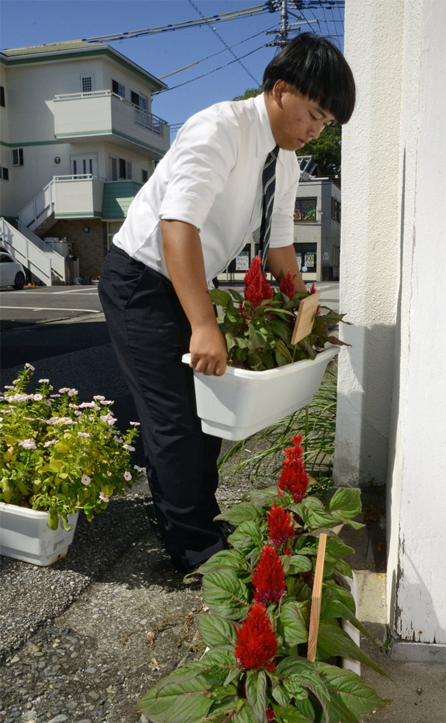 ケイトウの花を植えたプランターを運ぶ高知農業高生（南国市後免町１丁目の後免町商店街）